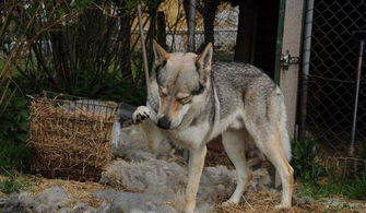 世界十大战斗力强的犬种，力量、忠诚与野性的完美结合
